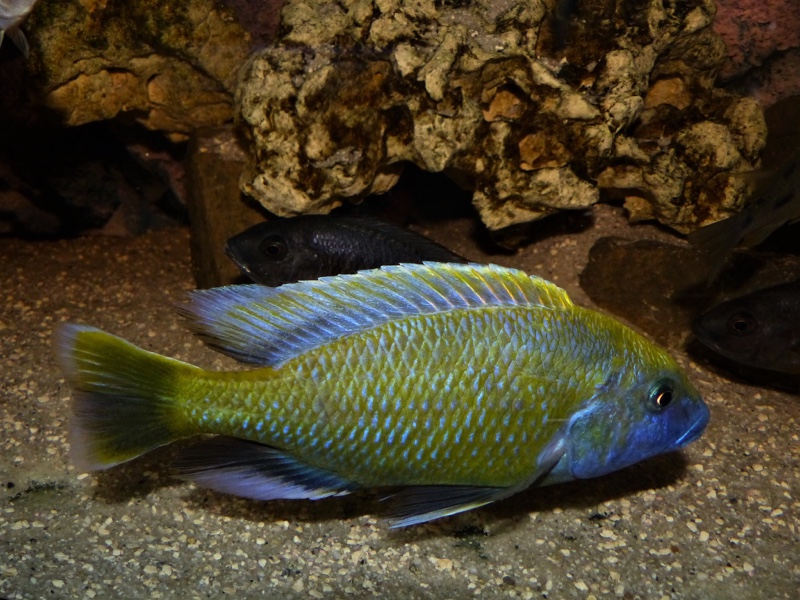 Nimbochromis venustus